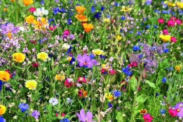 Logotrade Geschäftsgeschenke das Foto: Samen Sommerblumen