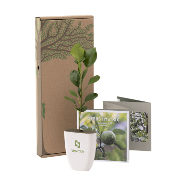 Logotrade promotional merchandise image of: Treemore Letterbox Trees Kaffir Lemon