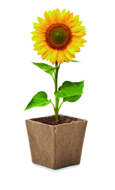 Logotrade promotional giveaway picture of: Sunflower growing kit