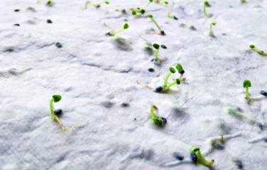 Logo trade advertising products image of: Wildflower seed business card.