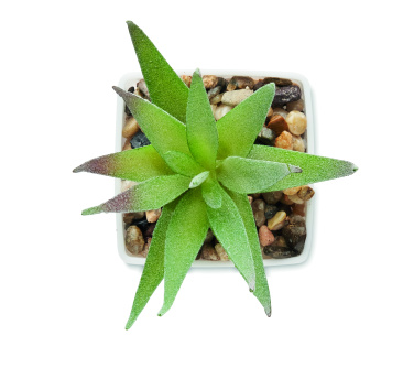 Logotrade dovana nuotrauka: Mini dirbtinis augalas